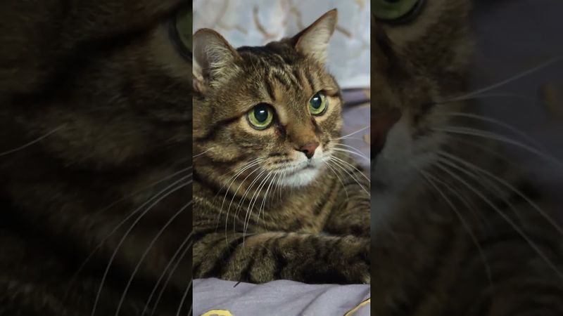 Самые богатые 💰🤔🙀🤣#cat #кот #юмор #котушка #приколы #смех #цитаты