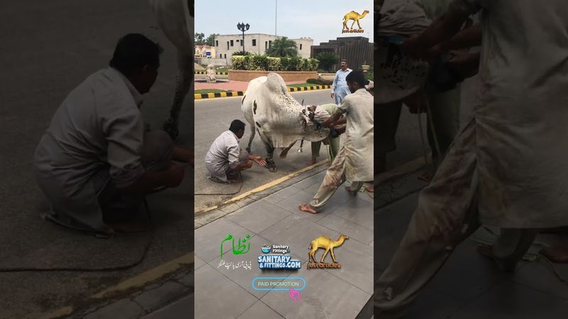 Beautiful Big Cow Qurbani 2025 Cana View