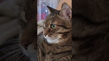 Самая опасная хищница 🙀🤔😉🤣 #cat #кот #юмор #котушка #приколы #цитаты