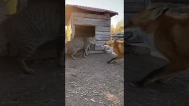 엄마 고양이는 새끼들을 지키기 위해 여우와 싸웠습니다