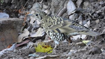 Can you find the bird in this image? Perfect camouflage of Scaly Thrush at wildfilmsindia sanctuary