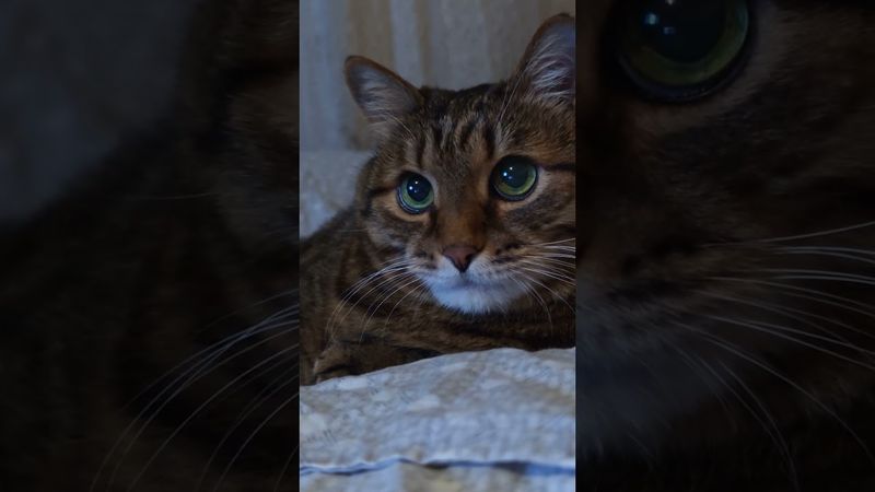 Счастье не главное 🙀🤫🤔🤣 #cat #кот #юмор #котушка #цитаты #приколы #пародия