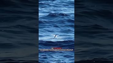 Рыба, которая научилась летать #хочуфакты #история #мистика