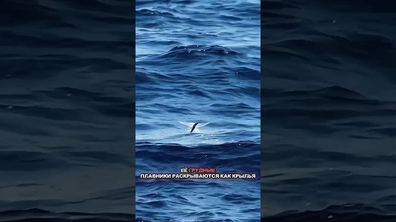Рыба, которая научилась летать #хочуфакты #история #мистика