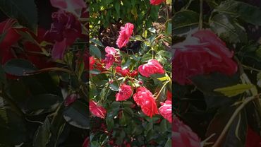 Роза Аут оф Розенхайм