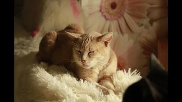 "Добрый Дом" и Странное Местечко