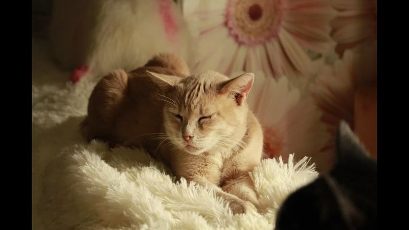 "Добрый Дом" и Странное Местечко