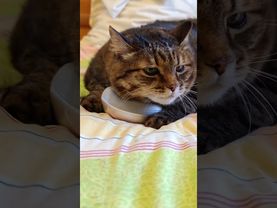 Helpless 🙀😉😻🤣 #cat #кот #music #котушка #приколы #love #80smusic