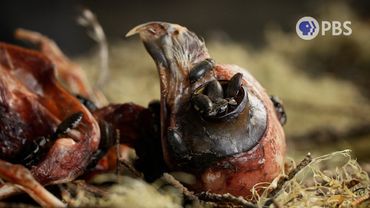 5 Creepy Flesh Crawling Creatures Where Death Is Their Job: A Halloween Compilation