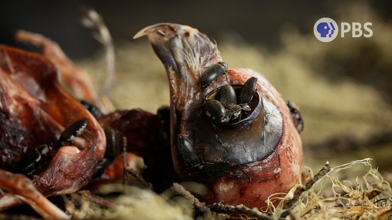 5 Creepy Flesh Crawling Creatures Where Death Is Their Job: A Halloween Compilation