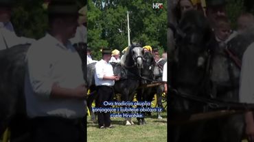 44. manifestacija "Konji bijelci"