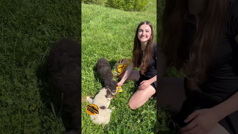 Drag de animale!🥹