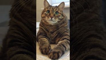 Деньги на ветер 🙀💸🤔🤣 #cat #кот #юмор #котушка #приколы #цитаты