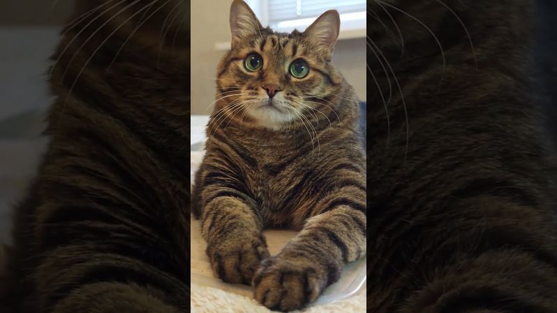 Деньги на ветер 🙀💸🤔🤣 #cat #кот #юмор #котушка #приколы #цитаты