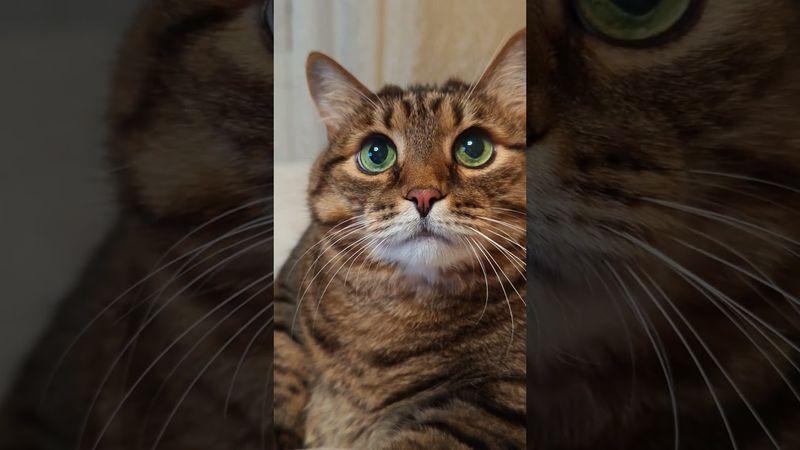 Не растерялась 😉🙀🤗🤣 #cat #кот #юмор #котушка #приколы #цитаты