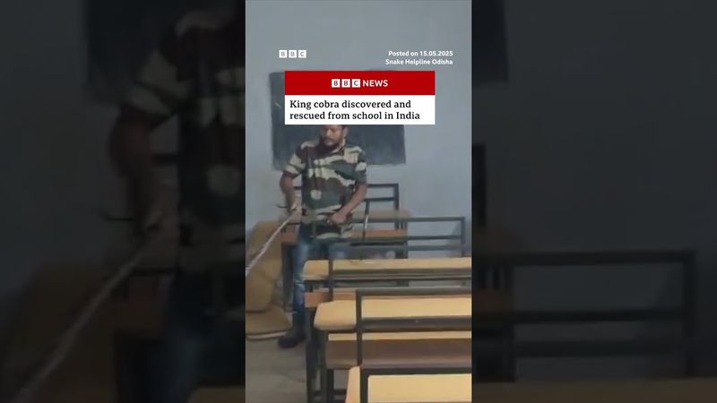 Moment king cobra rescued from school in India. #Snake #BBCNews