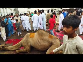 Eid 4 day 11 camels qurbani jamia satteria karachi 2k21 Eid ul azha
