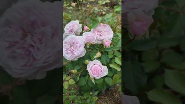 Роза Клер Роуз