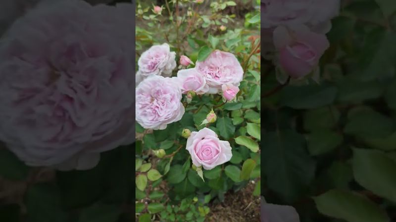 Роза Клер Роуз