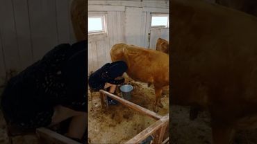 Накормила телёнка молоком #ивлеева #чегеря #реалити