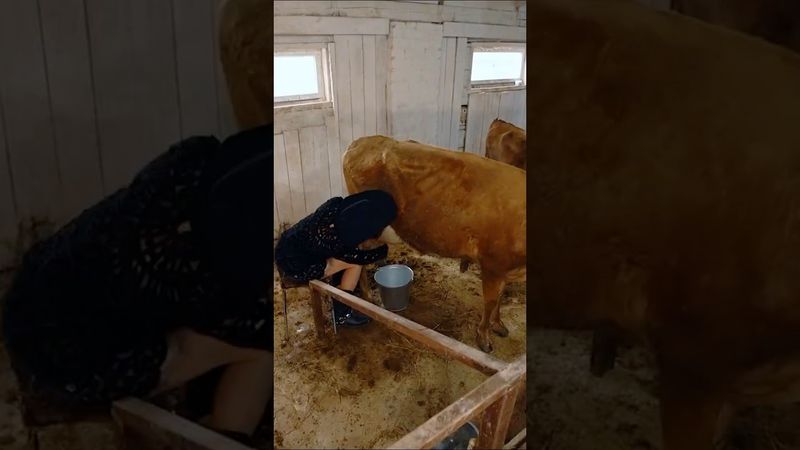 Накормила телёнка молоком #ивлеева #чегеря #реалити