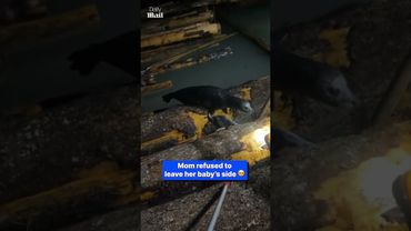 Terrified seal pup rescued from logs after men and mother seal join forces
