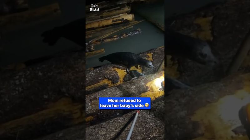 Terrified seal pup rescued from logs after men and mother seal join forces