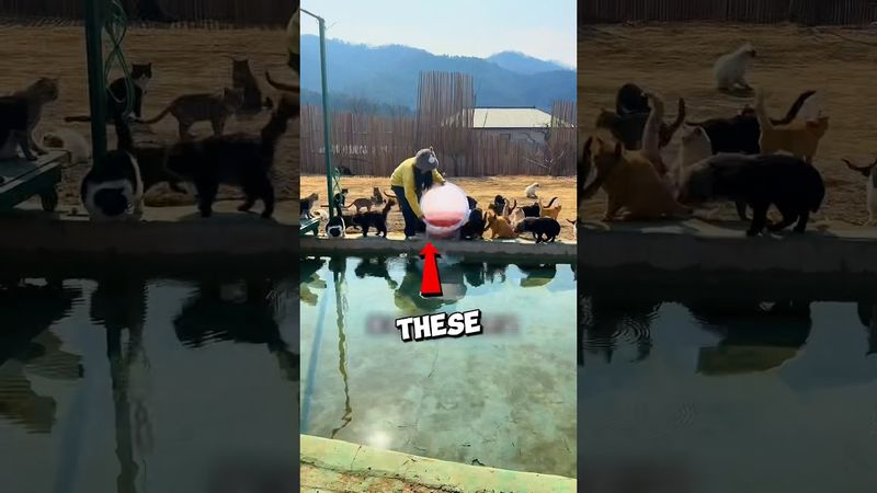 The Cats LOVED What She Made For Them!