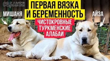 Первая вязка и беременность Айза и Мишаня | Чистокровные туркменские алабаи