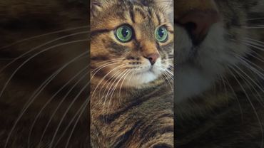 Минусы жизни ☝️🤔😉🤣 #cat #кот #юмор #котушка #приколы #цитаты #смех