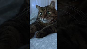 Будь как дома 😉🤗🙀🤣 #cat #кот #юмор #приколы #котушка #позитив #цитаты #популярное