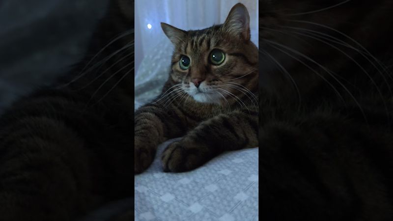 Будь как дома 😉🤗🙀🤣 #cat #кот #юмор #приколы #котушка #позитив #цитаты #популярное