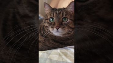 Яйцо и курица 🥚🐔🙀🤣 #cat #кот #юмор #котушка #приколы #цитаты #позитив #популярное