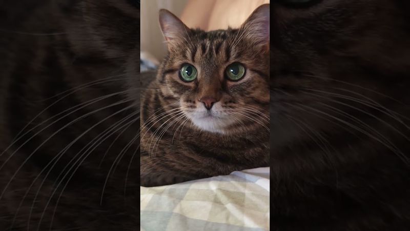 Яйцо и курица 🥚🐔🙀🤣 #cat #кот #юмор #котушка #приколы #цитаты #позитив #популярное