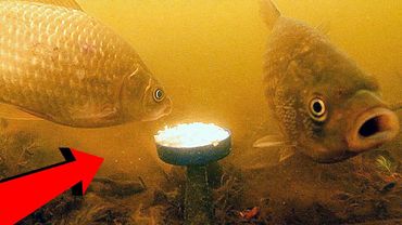 КАРАСЬ любит ГЕРКУЛЕС овсяные хлопья!!! Подводная съемка