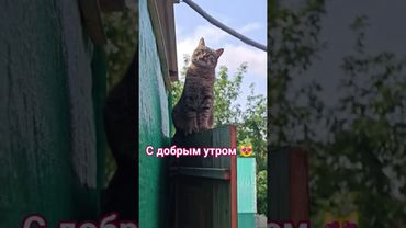 Значит так ☝️👍😻🤩❤ #cat #кот #юмор #котушка #приколы