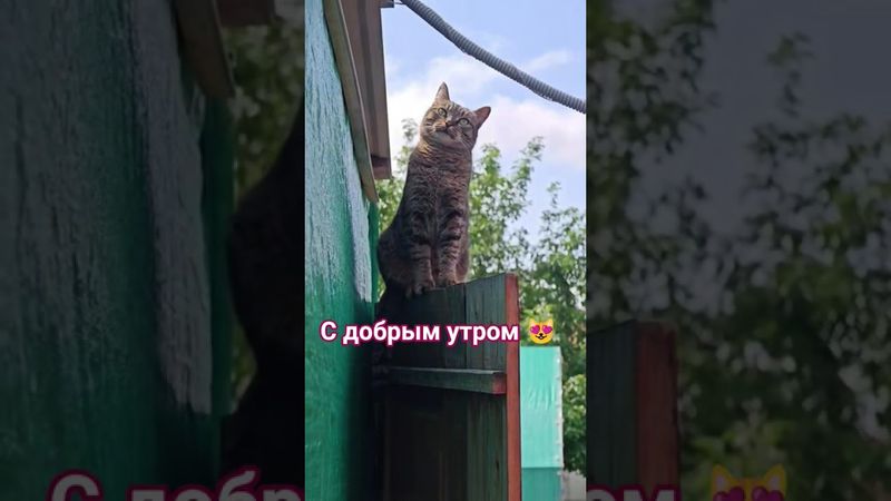 Значит так ☝️👍😻🤩❤ #cat #кот #юмор #котушка #приколы