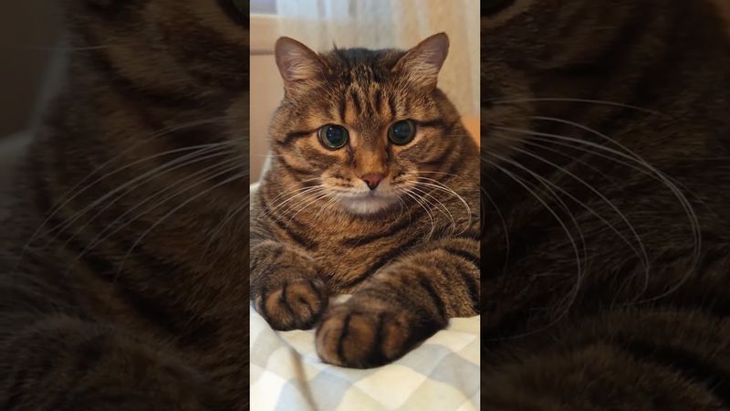 Главный урок 🙀🤔😉🤣 #cat #кот #юмор #котушка #приколы #цитаты #смех