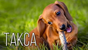 Dachshund: One and a Half Dogs with Character | Interesting Facts About Dog Breeds
