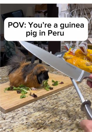 No guinea pigs were harmed… only dramatically over-acted. #guineapig 