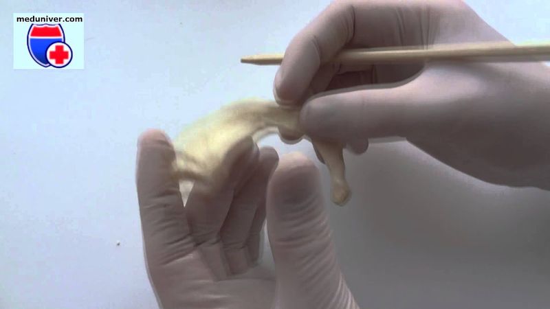 Анатомия первого ребра (costa prima) - meduniver.com