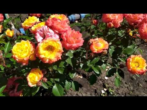 МАНДАРИН (Mandarin) Kordes, 1987 Миниатюрные (Miniature)