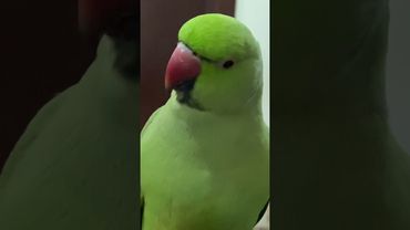 Parrot sound like a cat meeow & sweet whistle@Tkalsoom