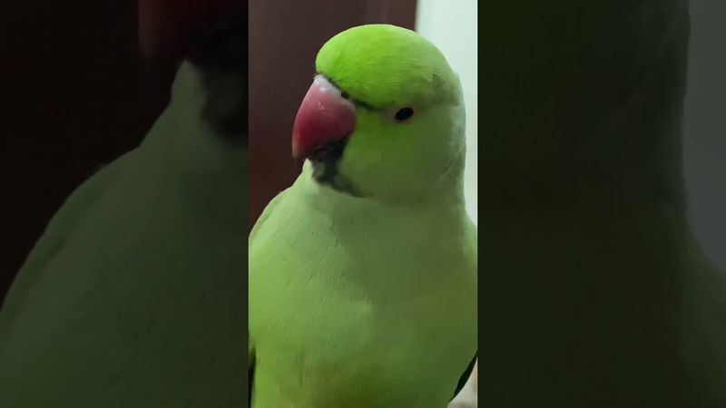 Parrot sound like a cat meeow & sweet whistle@Tkalsoom