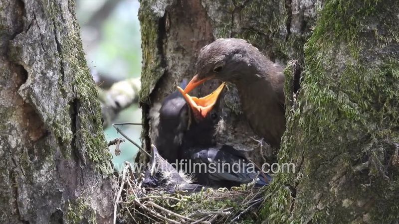 Grey-winged Blackbird pair feed fledglings in nest in the crook of a Himalayan Horse Chestnut tree