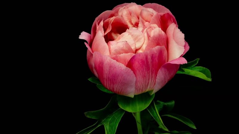 Beautiful Flower on Black Background, Blooming Flowers, 4k UHD.