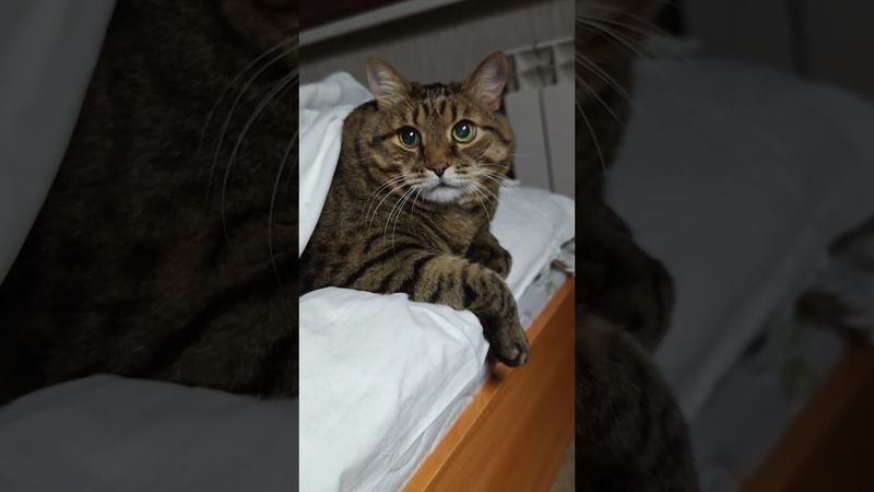 Будь как дождь ☔🌧️🙀🤣 #cat #кот #юмор #котушка #приколы #цитаты