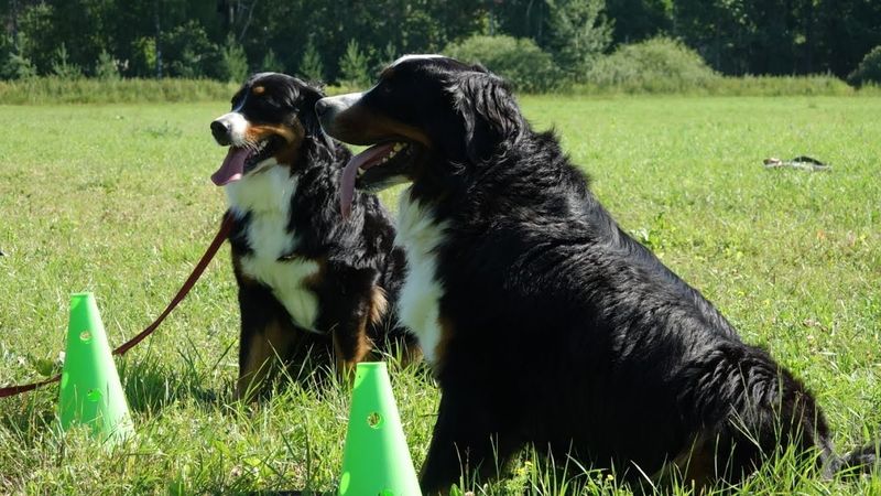 ДТ - 393. Работаю зенненхунды. Урок в поле.