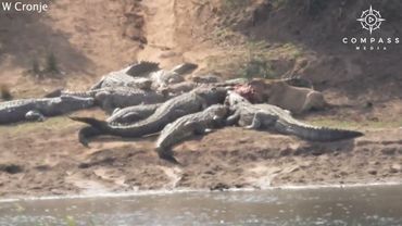 Lions & Crocodile Fight Over Meal