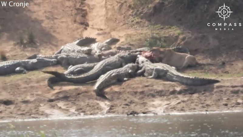 Lions & Crocodile Fight Over Meal